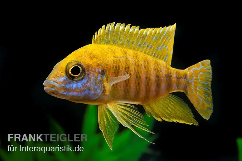 Goldener Kaiserbuntbarsch, Aulonocara stuartgranti maleri, 6-8 cm