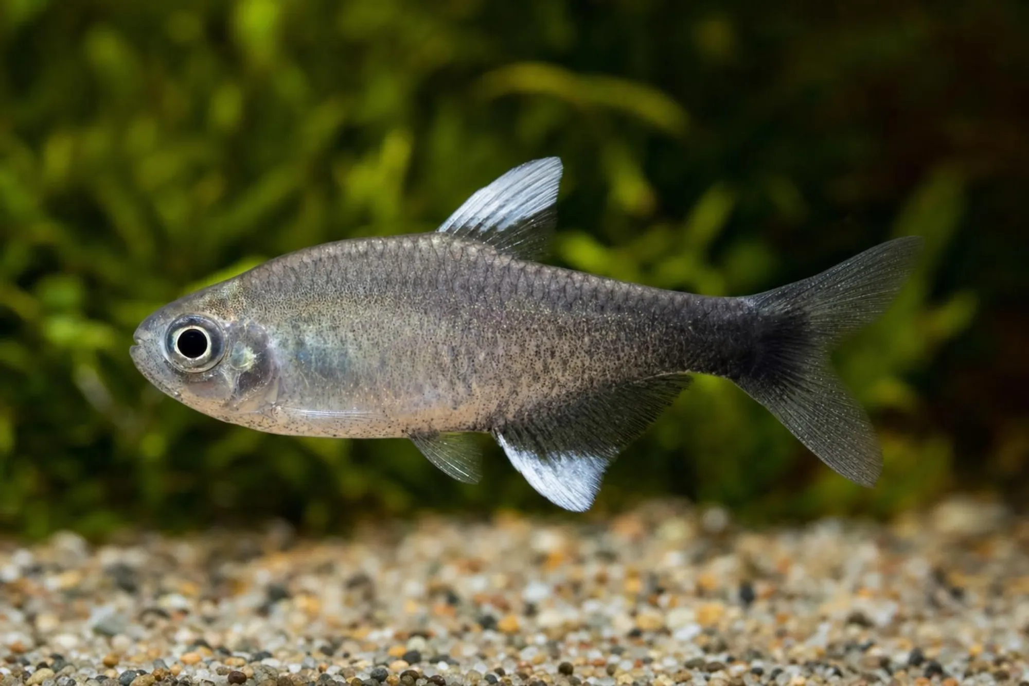 Negodagua-Salmler „Rio Pratinha“, Hasemania negodagua (Hyphessobrycon negodagua)