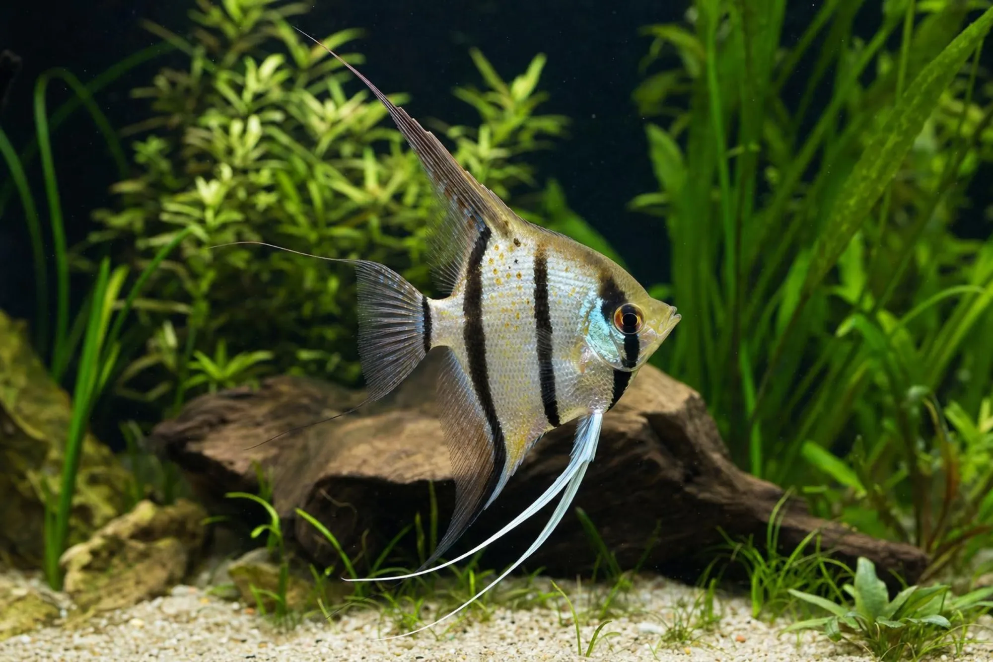 Peru-Altum-Skalar „Honigflecken“, Pterophyllum cf. scalare