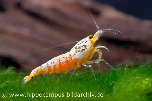 Golden Snow White Bee Garnele, Caridina logemanni