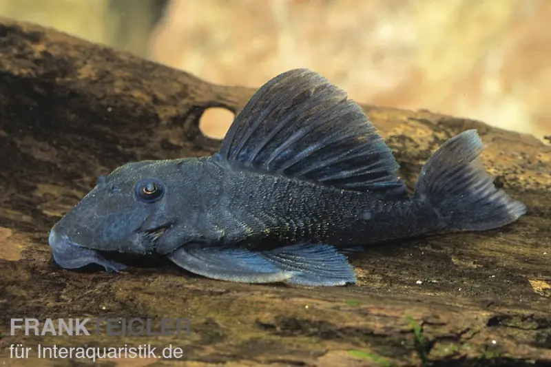 Blauer Zwergharnischwels, L239, Ancistrini spec., 5-7 cm