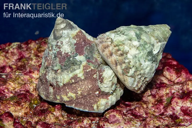 Gefleckte Kreiselschnecke, Trochus maculatus