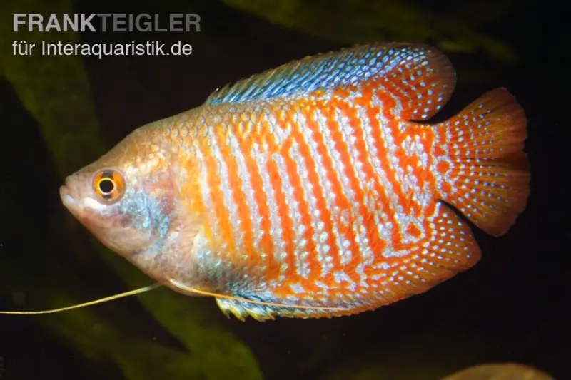 Zwergfadenfisch natur, Colisa lalia (Trichogaster lalius)