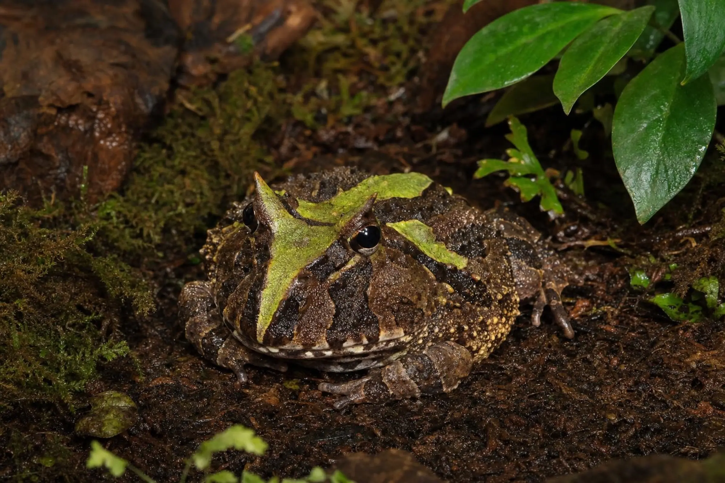 Surinam-Hornfrosch „Surinam Brown“, Ceratophrys cornuta