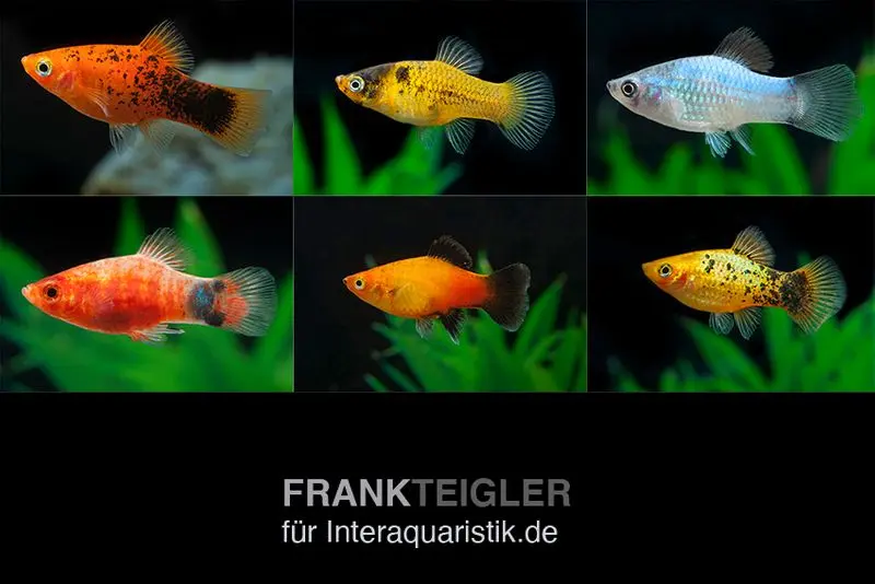 Platy-Farbmix, Xiphophorus maculatus, ca. 3,0-4,0 cm