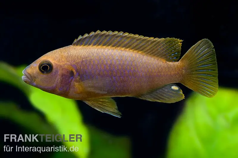 Rostroter-Maulbrüter, Iodotropheus sprengerae red, NZ, 4-6 cm