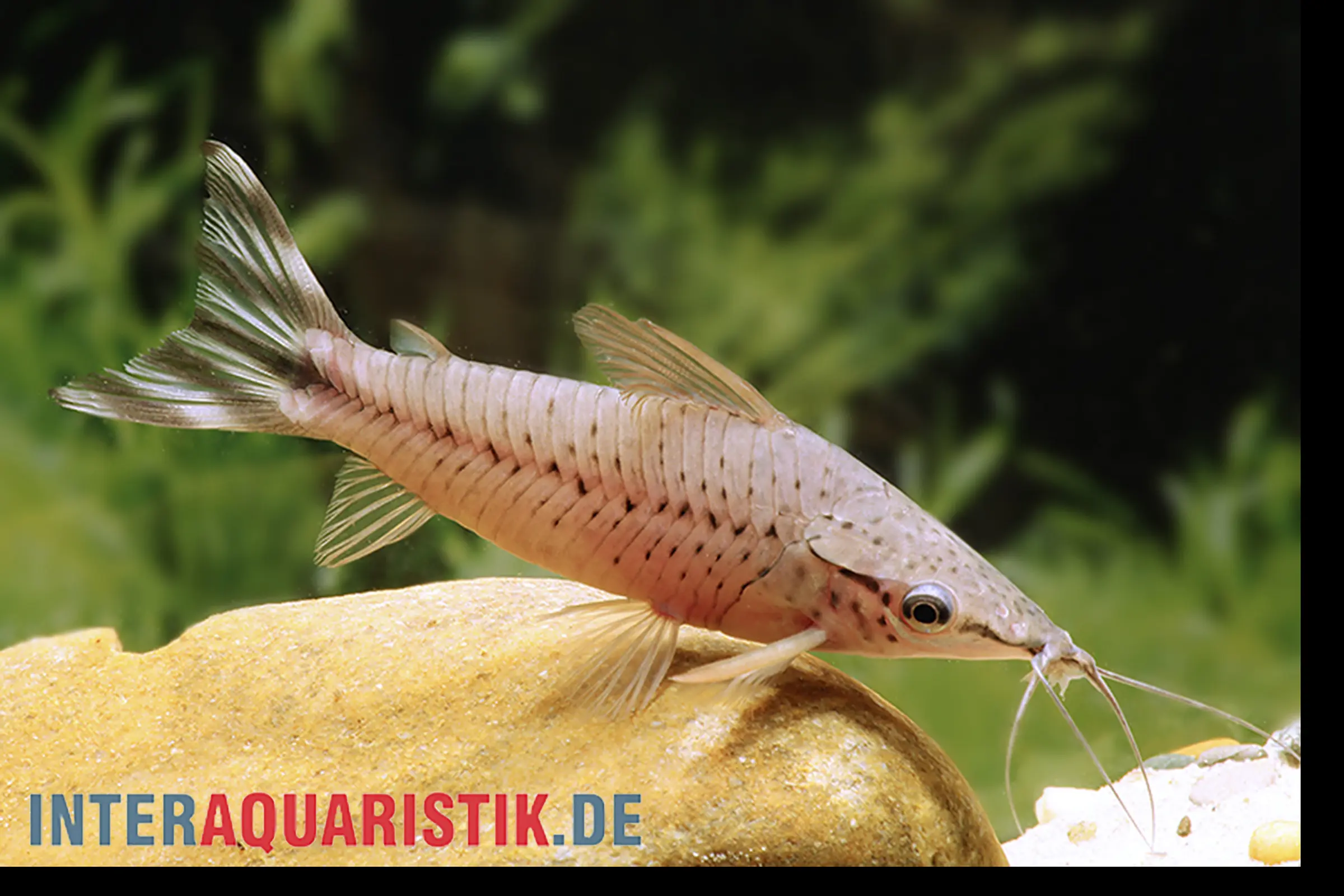 Rotbrauner Harnischwels mit Barteln auf Aquariumstein