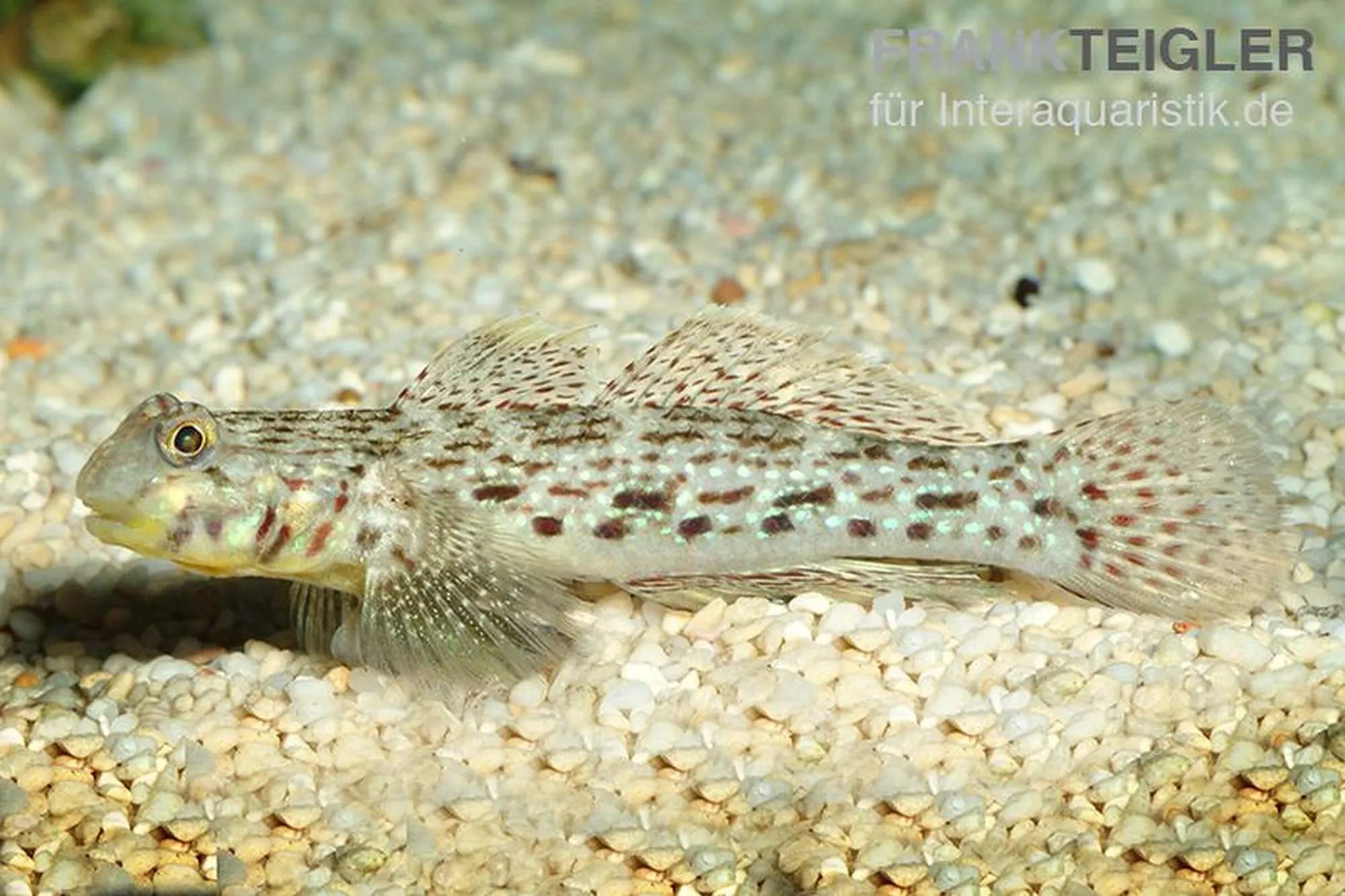 Schmuckgrundel, Istigobius ornatus