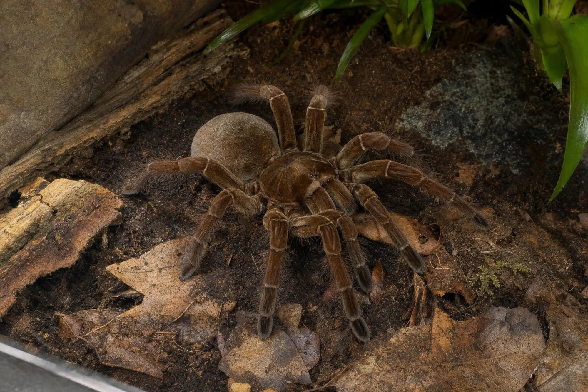 Goliath-Vogelspinne, Theraphosa blondi