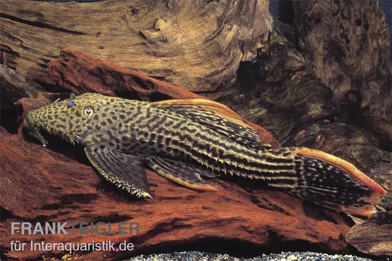 Rotflossen-Kaktuswels L25, Pseudacanthicus cf serratus, ca. 30,0-33,0 cm