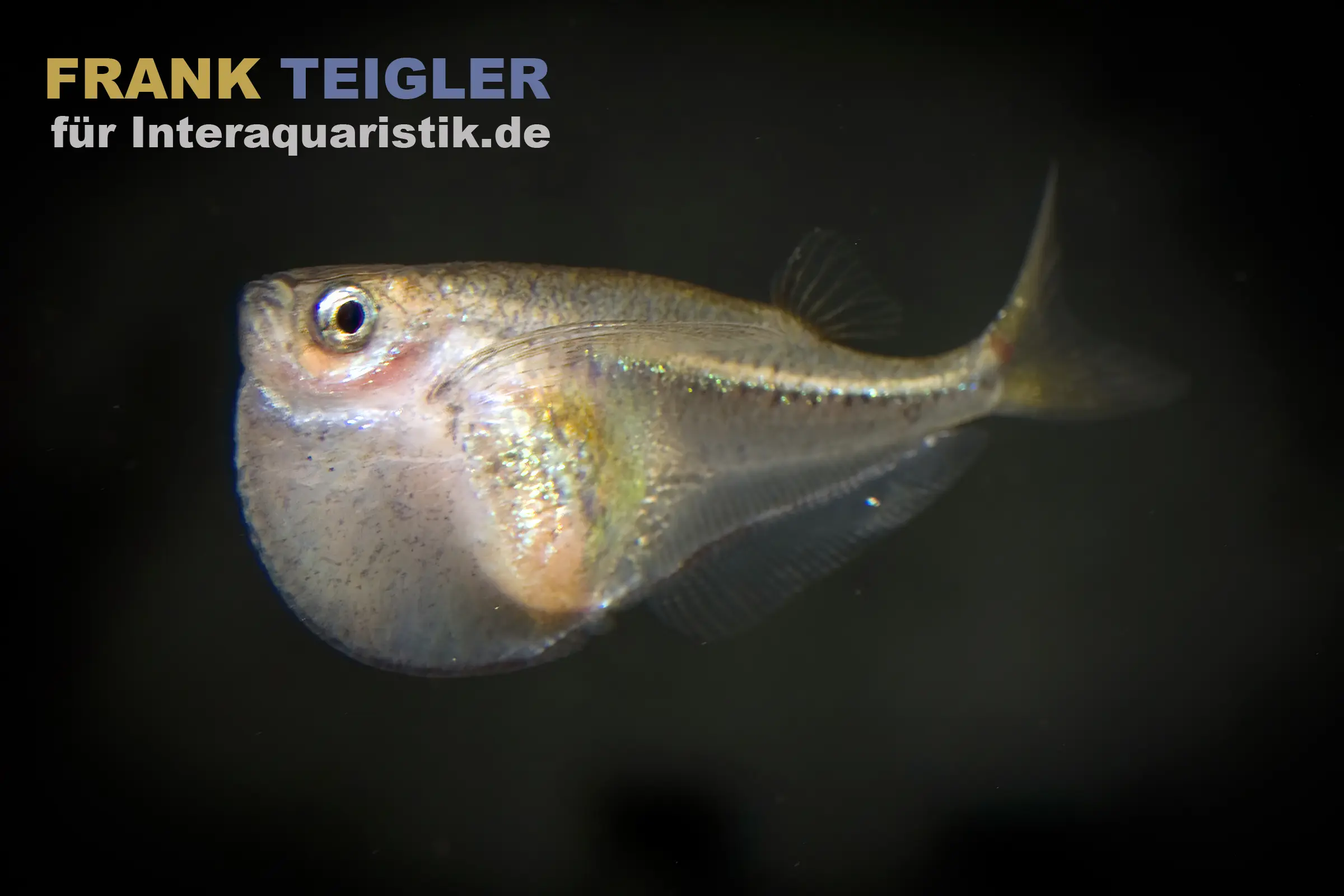Glasbeilbauch, Carnegiella myersi