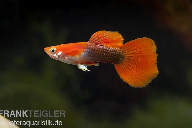 Guppy blond-rot Tuxedo, Poecilia reticulata, paarweise