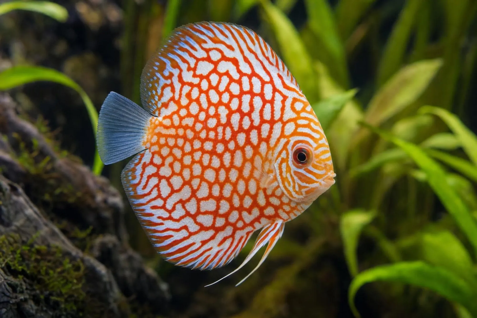 Checkerboard-Diskusfisch, Symphysodon aequifasciatus