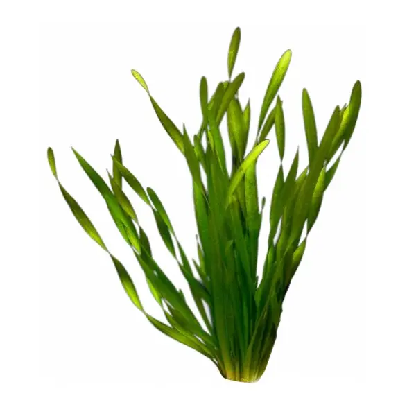 Schnellwachsende Aquarienpflanzen