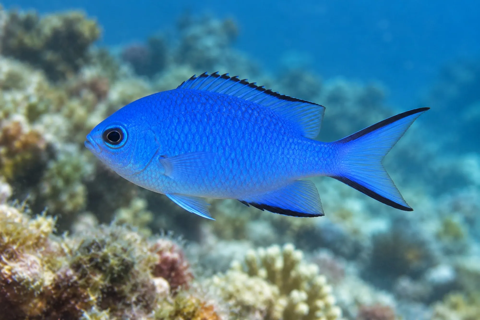 Blaues Schwalbenschwänzchen, Chromis cyanea