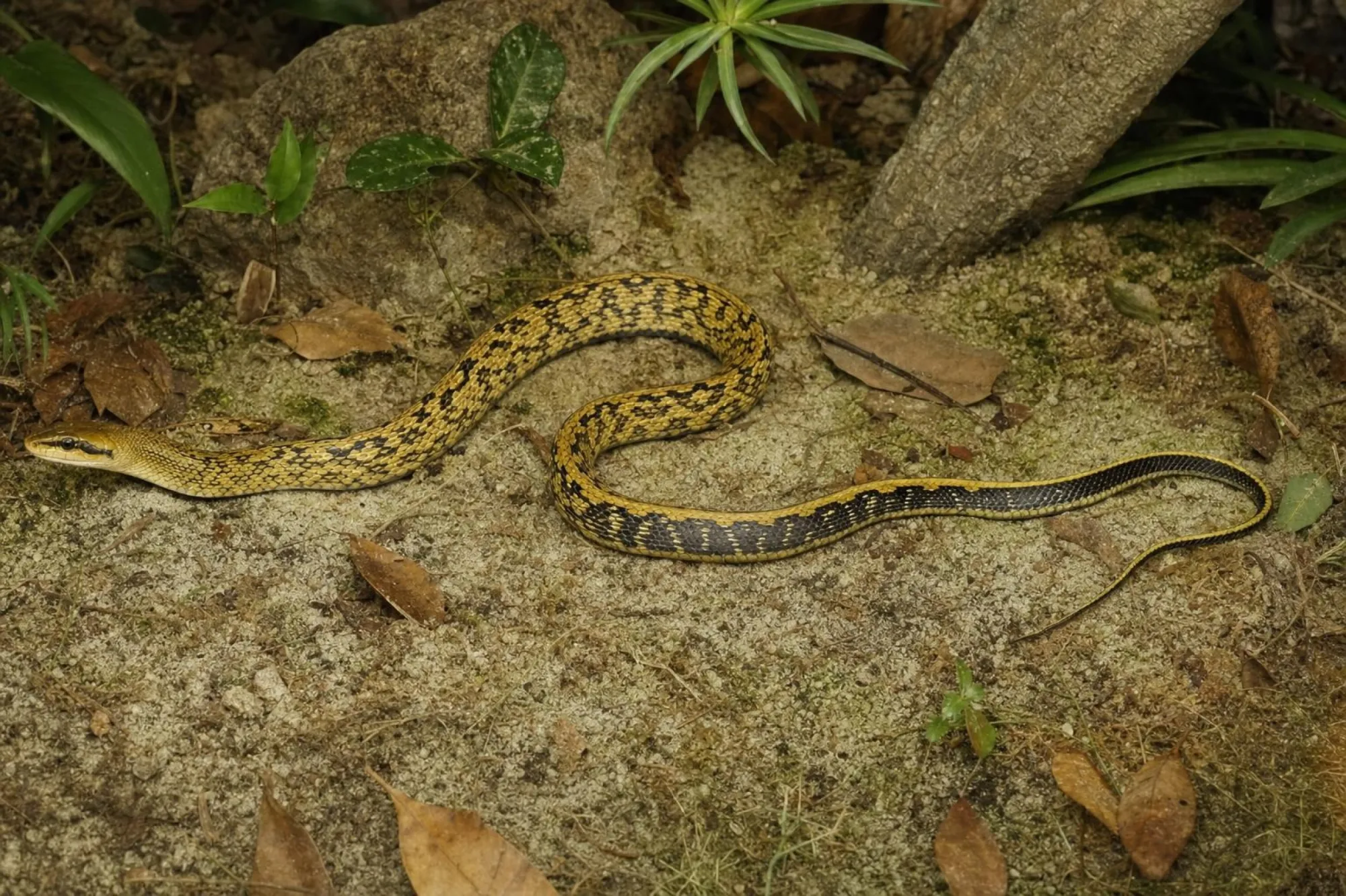 Schönnatter, Orthriophis taeniurus