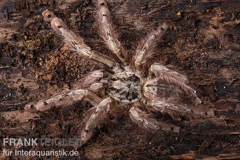 Leopardvogelspinne, Stromatopelma calceatum