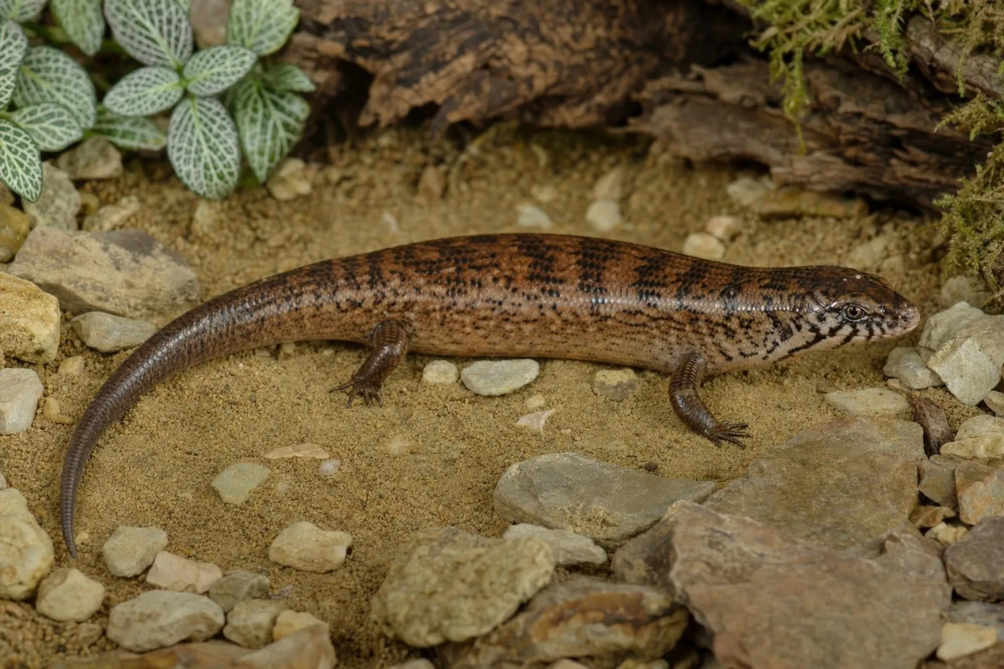Indonesischer Glanzskink, Eugongylus mentovarius
