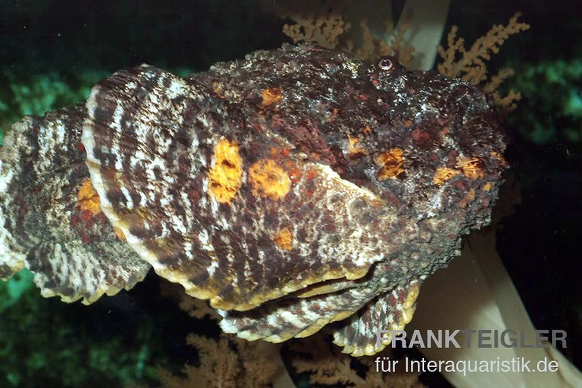 Echter Steinfisch, Synanceia verrucosa