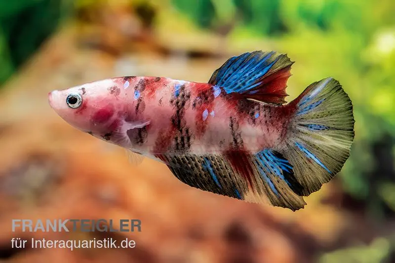Plakat Kampffisch Koi, Männchen, Betta splendens, NZ