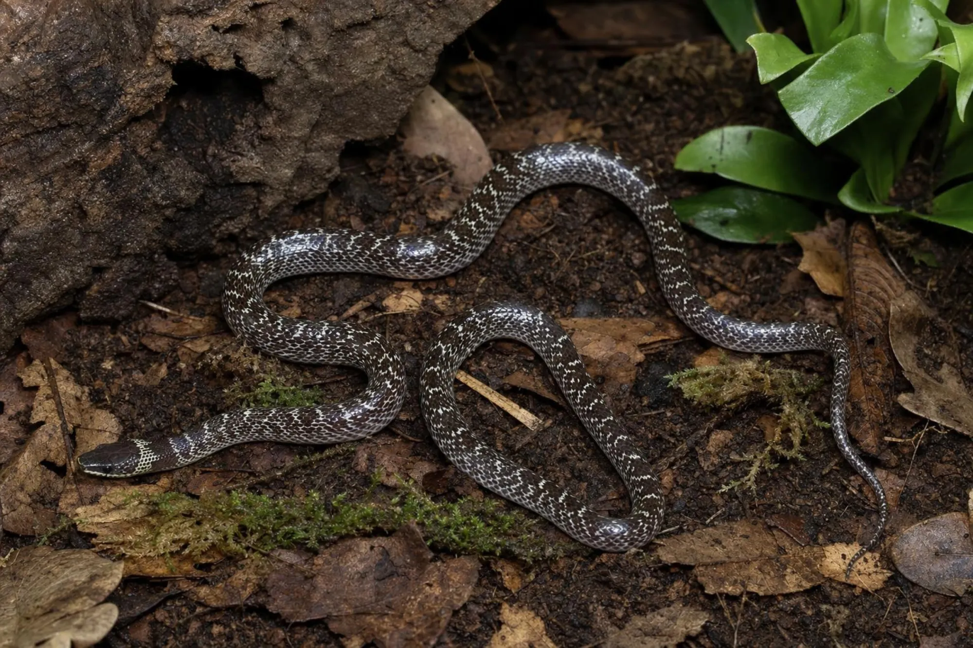 Kapuzen-Wolfszahnnatter, Lycodon capucinus