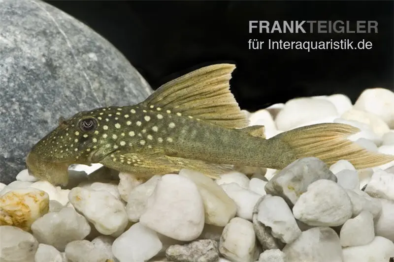 Gelber Phantomwels, L200a, Ancistrus sp., 6-8 cm