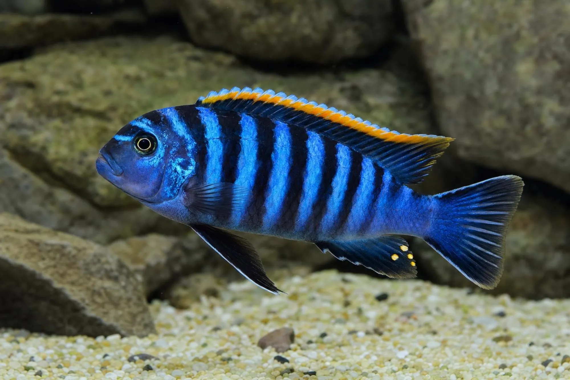 Sechsstreifen-Maulbrüter „Red Dorsal“, Cynotilapia afra, ca. 3,0-4,0 cm