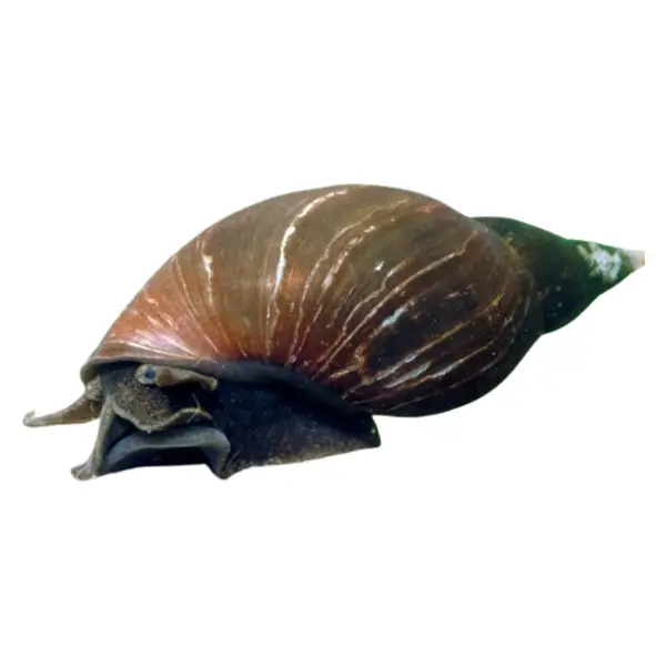 Schlammschnecken