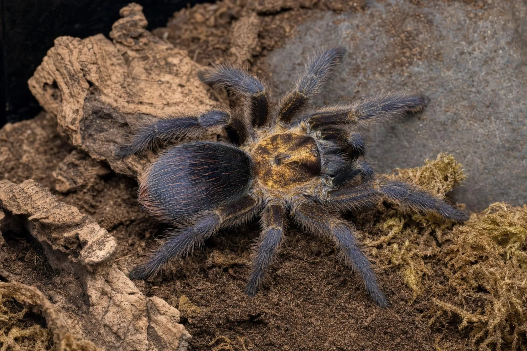 Kubanische Bronze-Vogelspinne, Phormictopus auratus