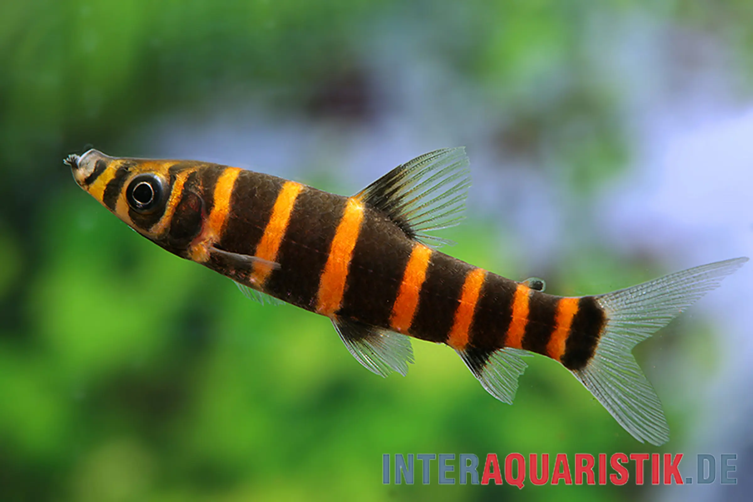 Ringelsocken-Kopfsteher, Synaptolaemus latofasciatus (Zebra-Kopfsteher)