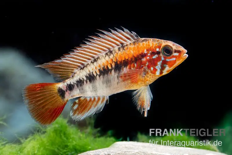 Villavicencio-Zwergbuntbarsch "Red Mask", Apistogramma macmasteri Red Mask