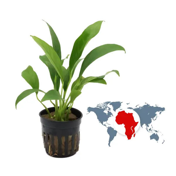 Aquarienpflanzen aus Afrika