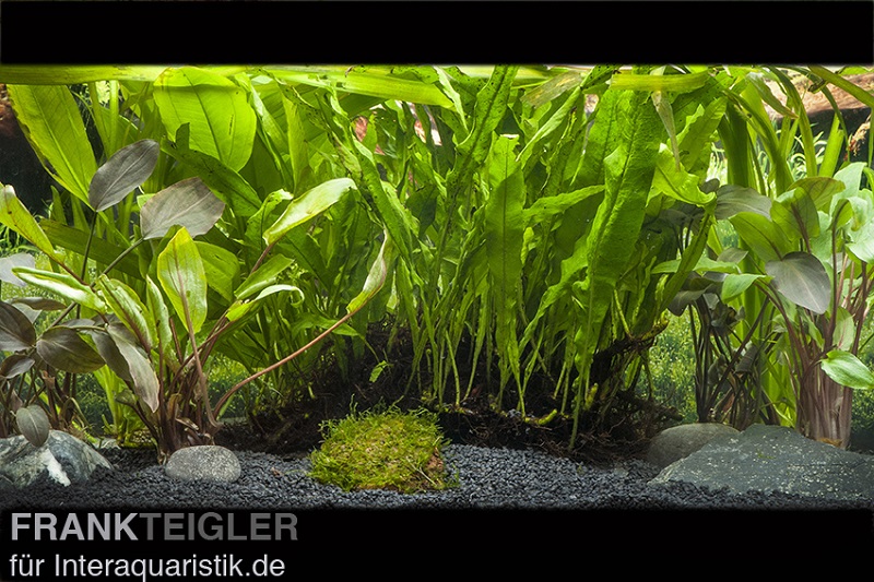 Aquariumpflanzen-Sortiment für große Aquarien ab 150 cm Beckenkante