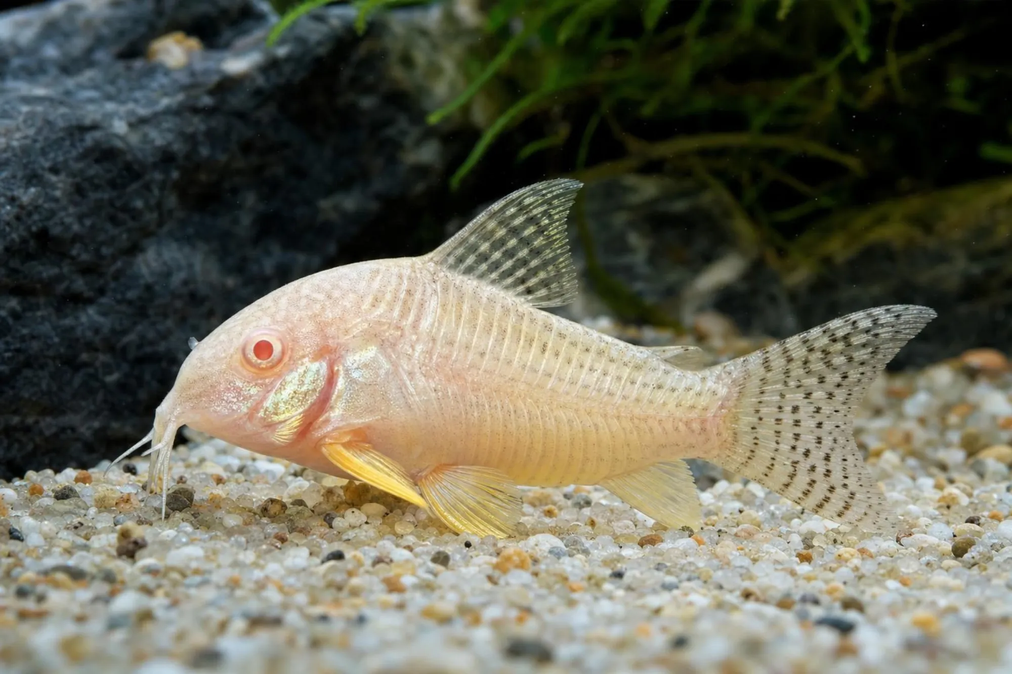 Albino-Sterbas-Panzerwels, Hoplisoma sterbai (Corydoras sterbai)