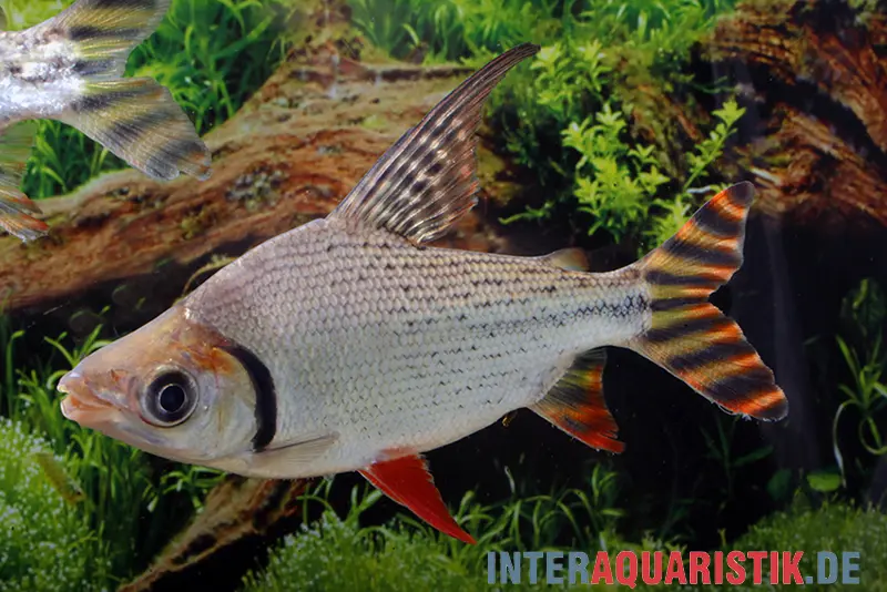 Rotaugen-Nachtsalmler, Semaprochilodus laticeps, 6-9 cm
