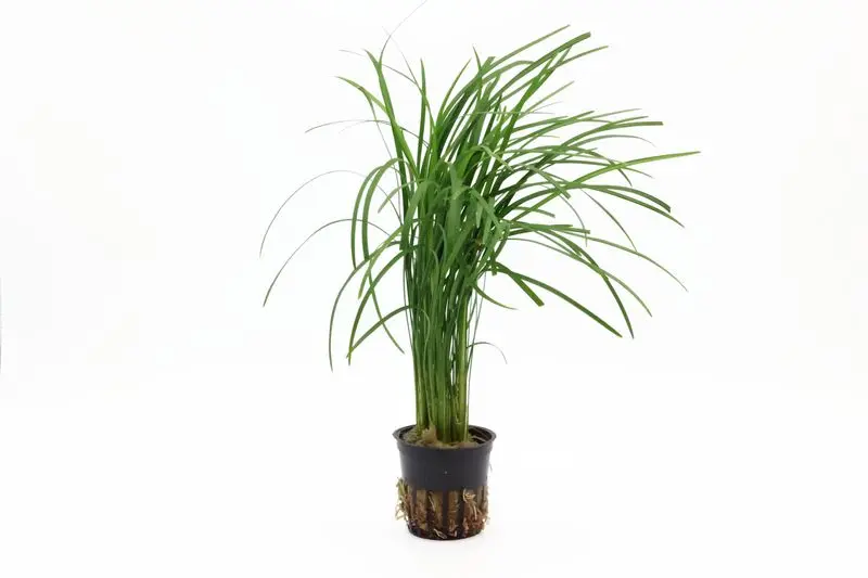 Japanischer Schlangenbart, Ophiopogon japonicus (Terrariumpflanze)