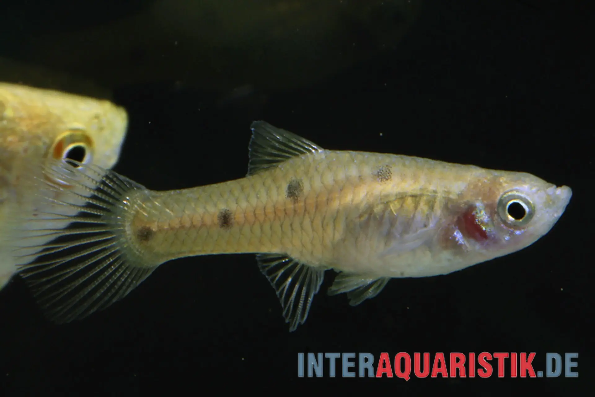 Vierpunkt-Kärpfling, Phallichthys quadripunctatus