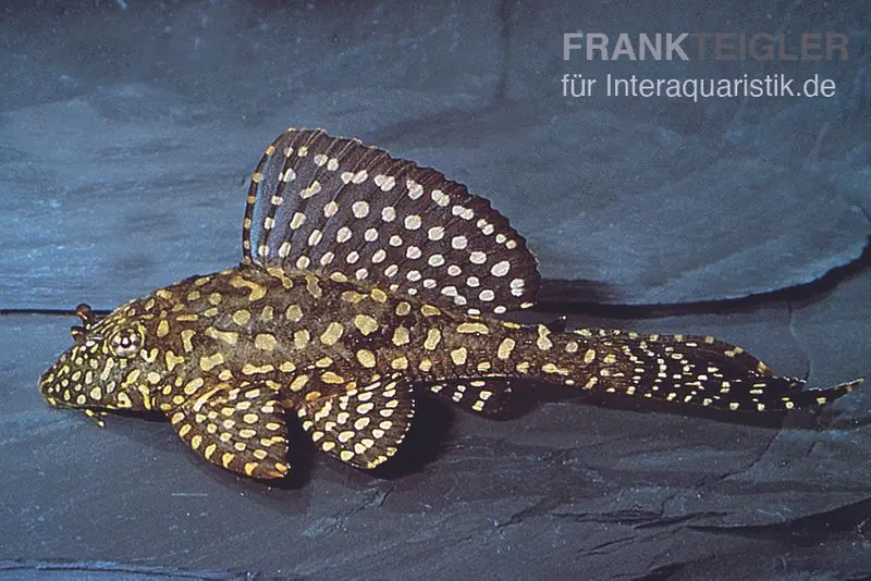 Goldflecken-Segelschilderwels L001, Glyptoperichthys joselimaianus, ca. 5,0-6,0 cm