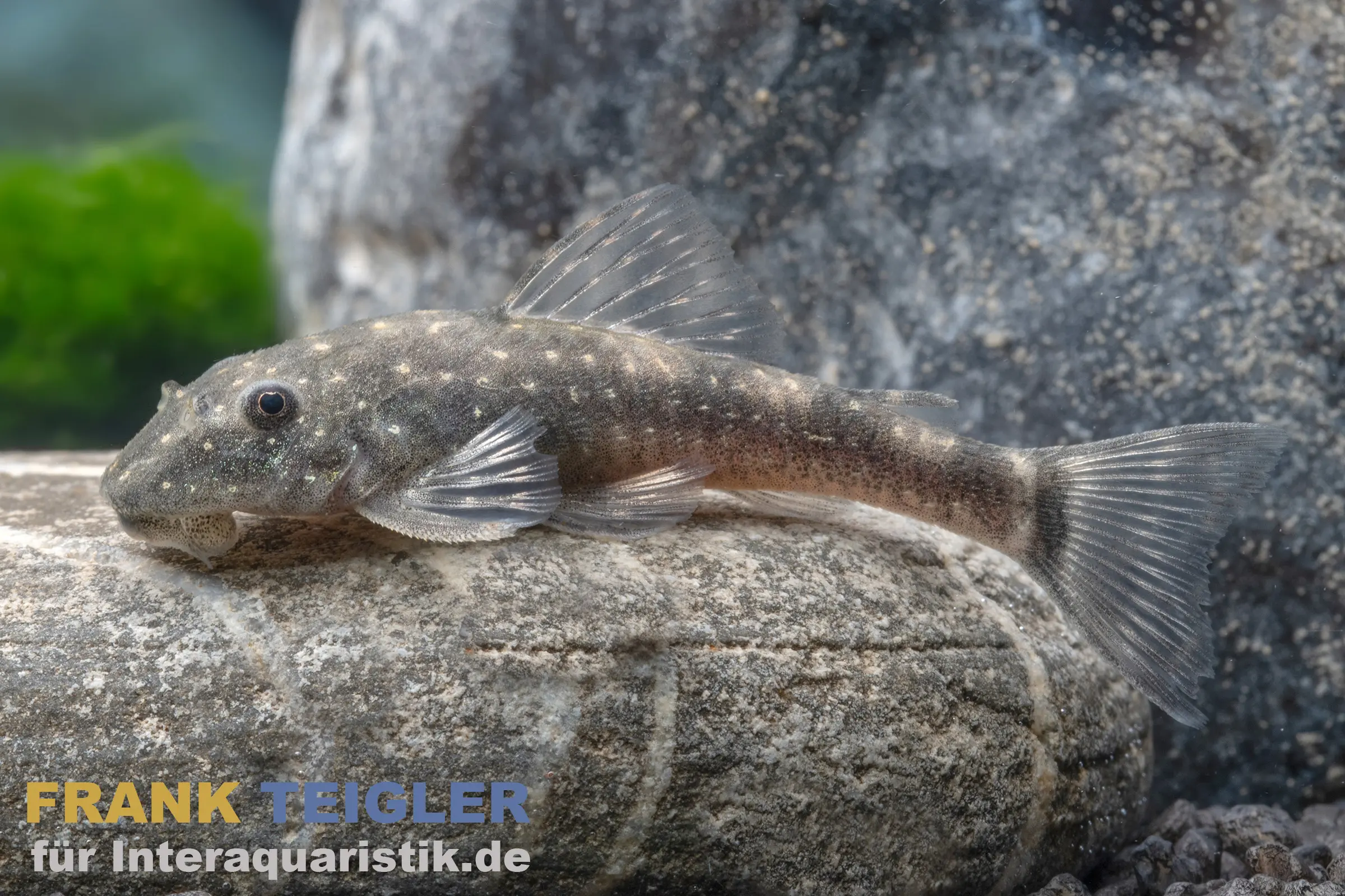 Bahia-Zwergotocinclus, Parotocinclus bahiensis