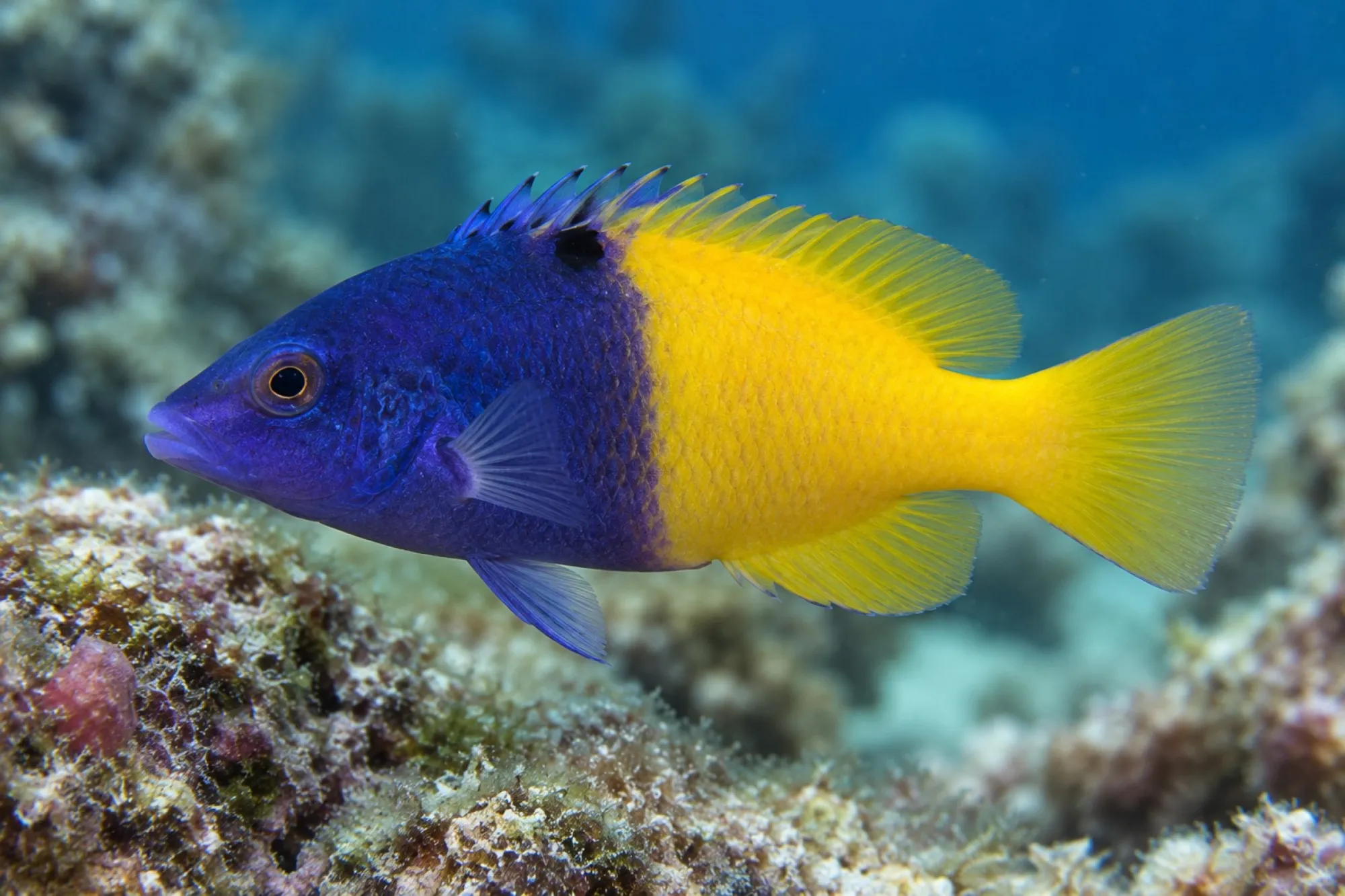 Spanischer Schweinslippfisch, Bodianus rufus