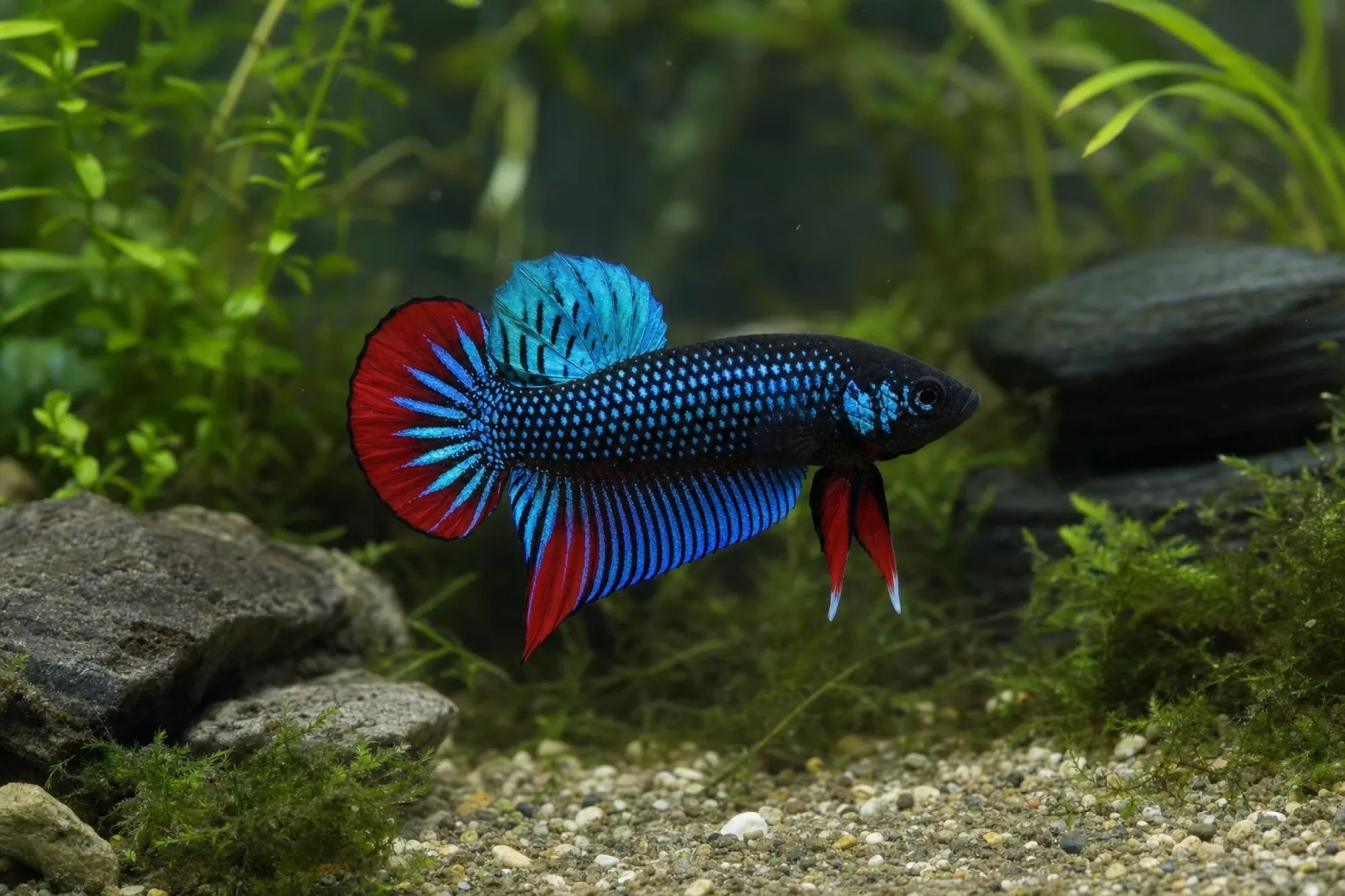 Alien-Kampffisch Blau mit rotem Saum, Männchen, Betta sp.