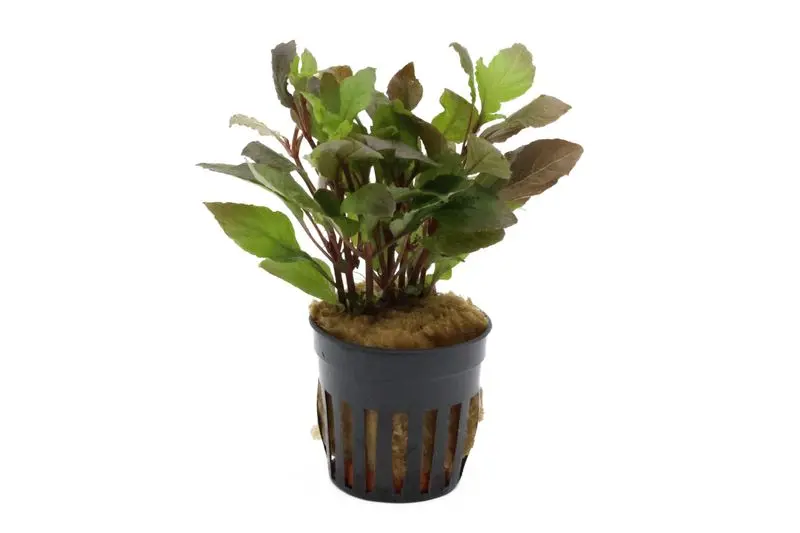 Riesenwasserfreund "Nomaphila", Hygrophila corymbosa, im Topf