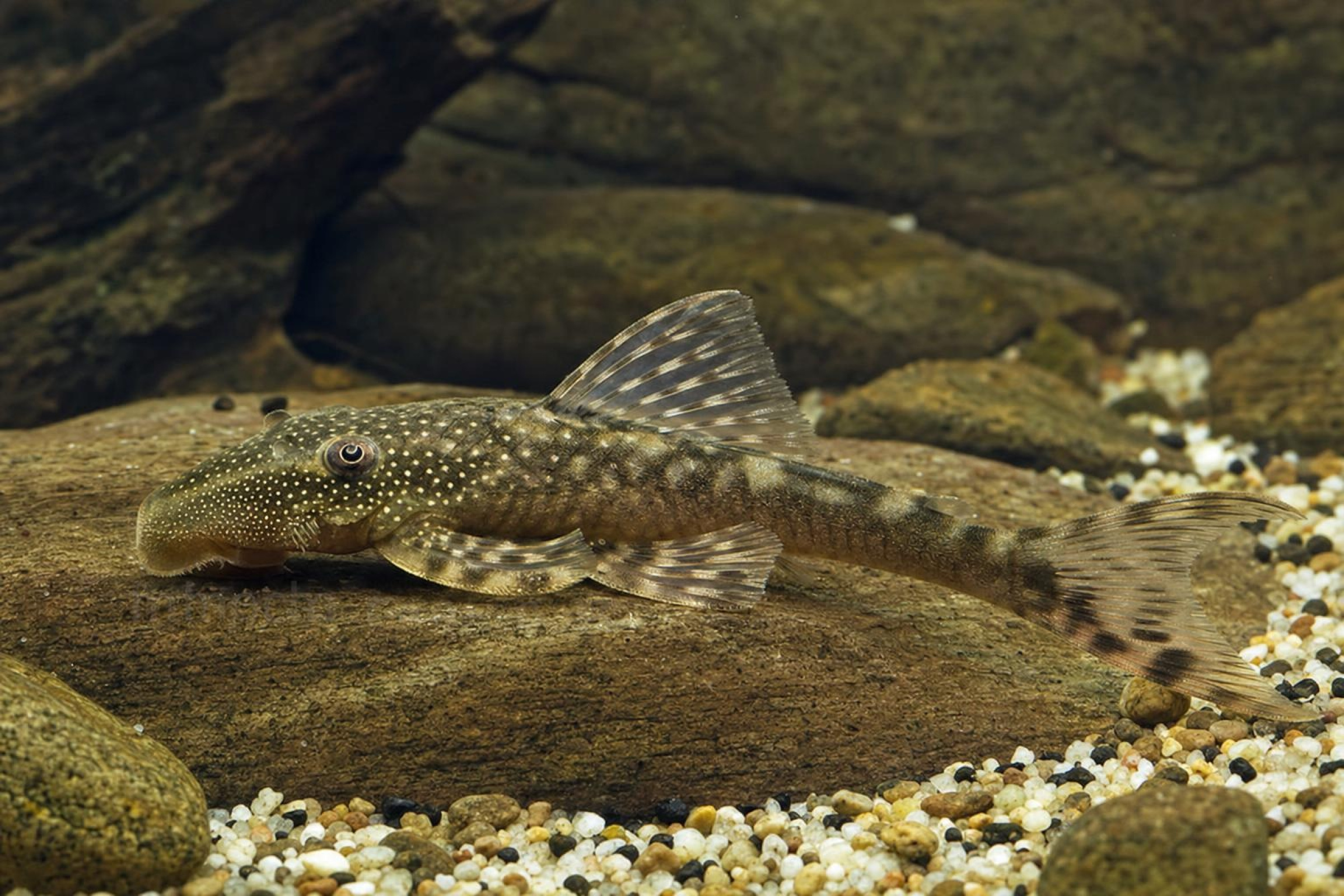 L92-Tentakel-Harnischwels, Lasiancistrus tentaculatus