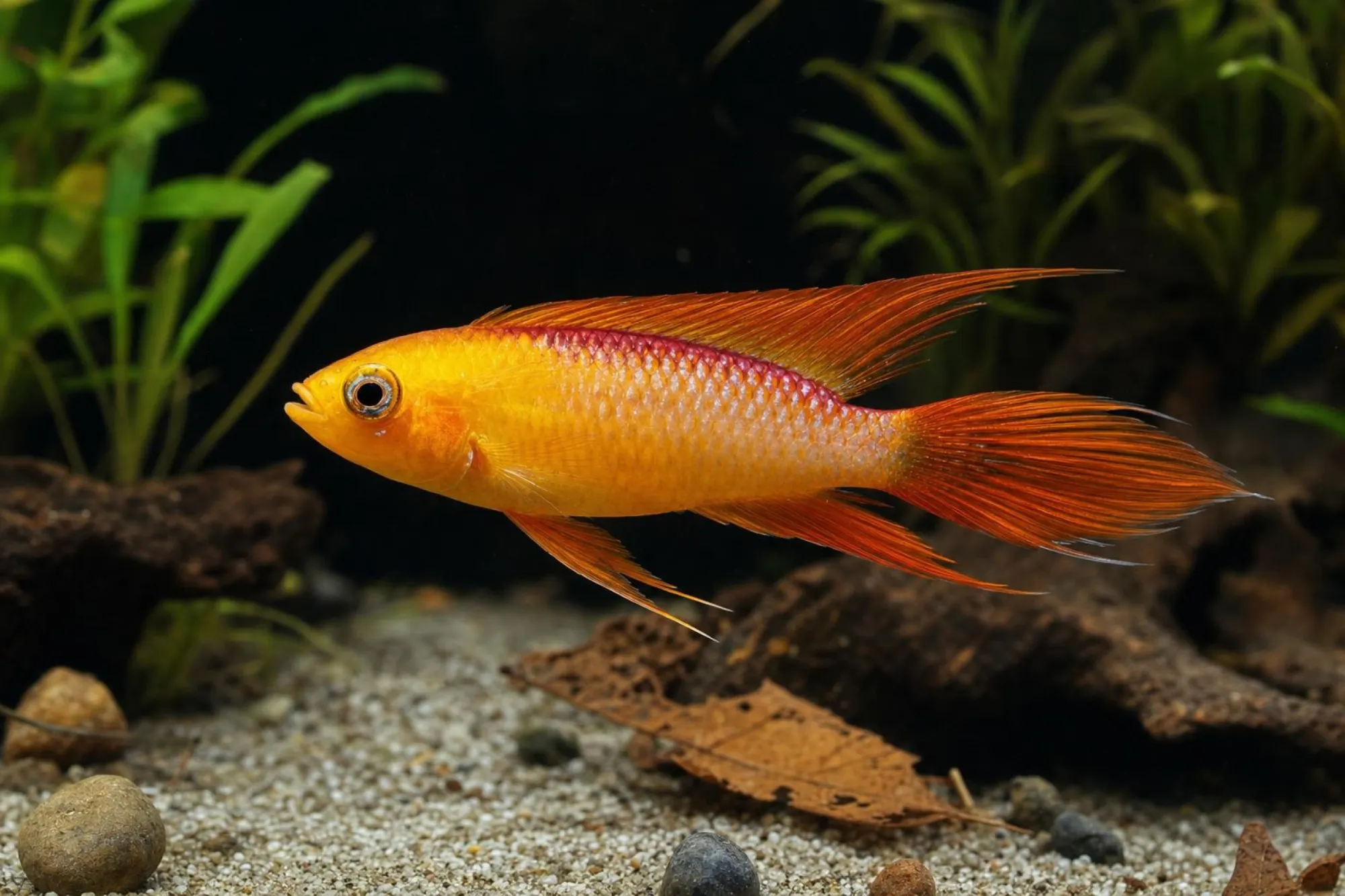 Agassiz-Zwergbuntbarsch „Red“, Apistogramma agassizii, ca. 3,0-4,0 cm