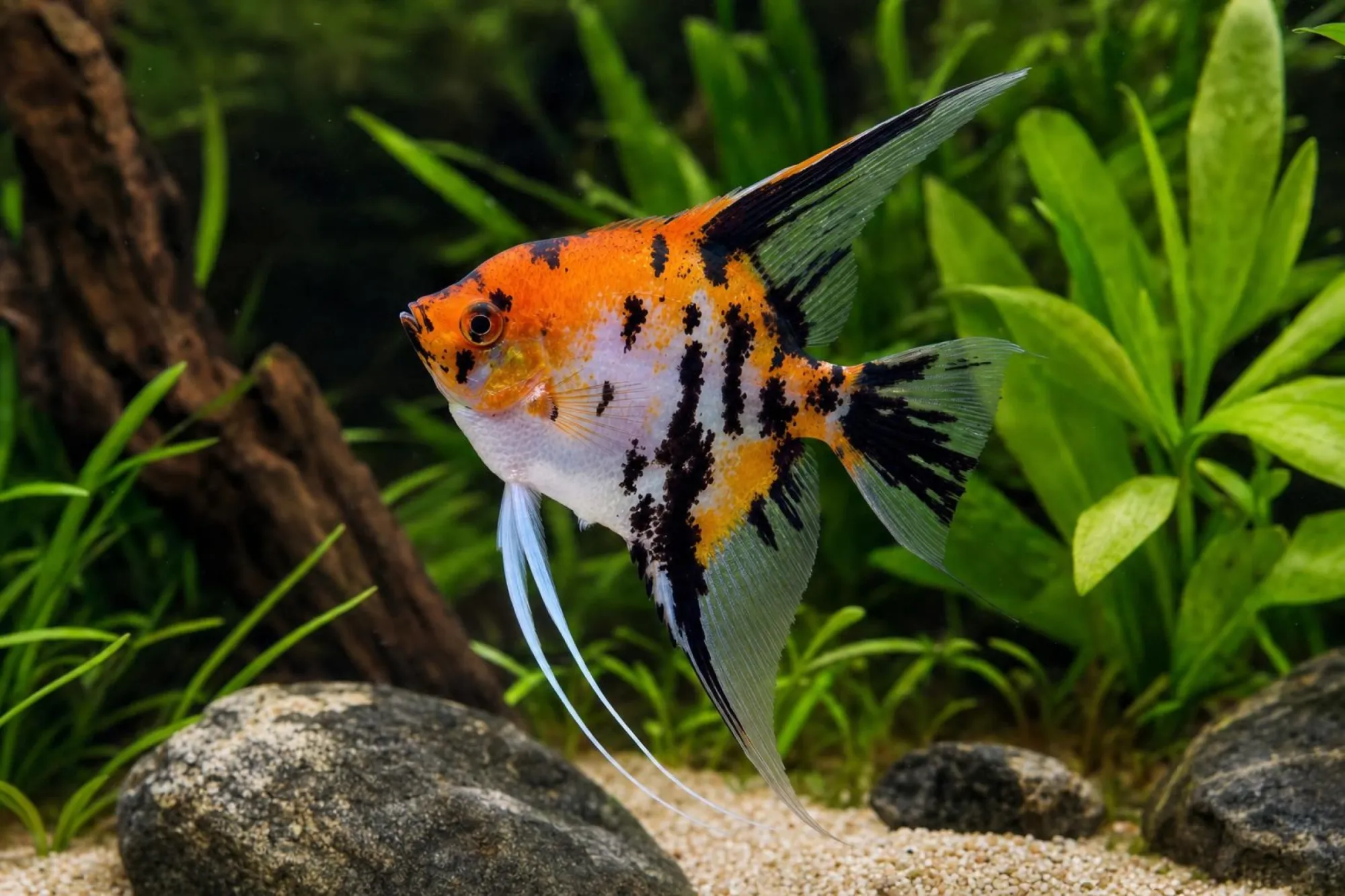 Koi-Schleierskalar, Pterophyllum scalare, ca. 3,0-3,5 cm
