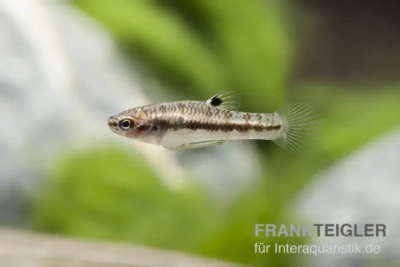 Zwergkärpfling, Heterandria formosa