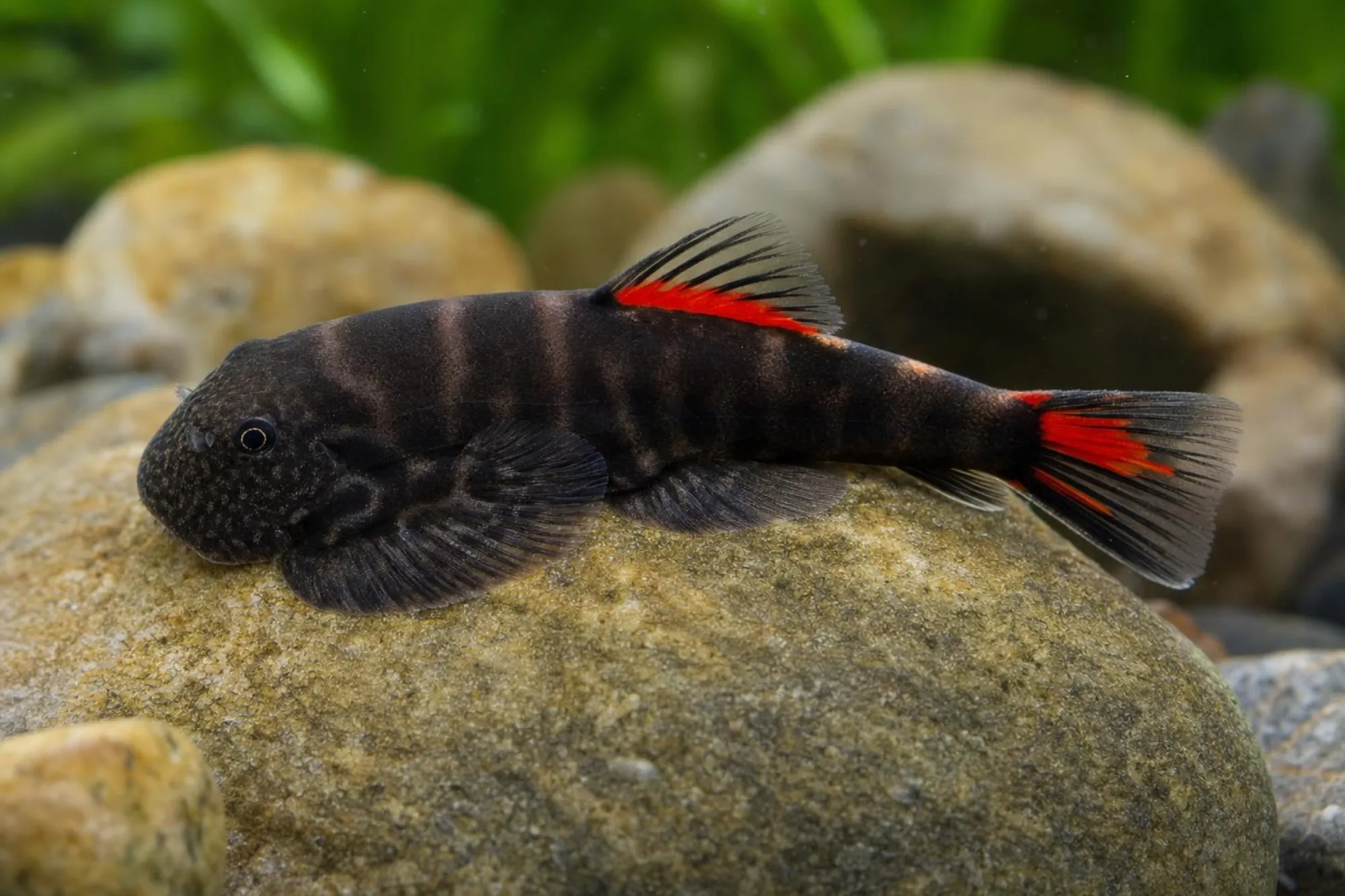 Flossensauger „Imperial Double Red“, Pseudogastromyzon sp.