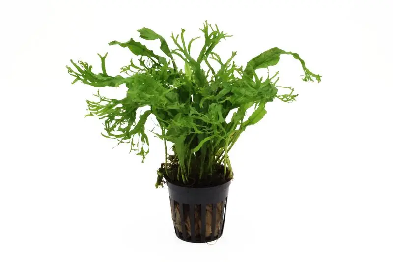 Windelovfarn, Microsorum windelov, im Topf