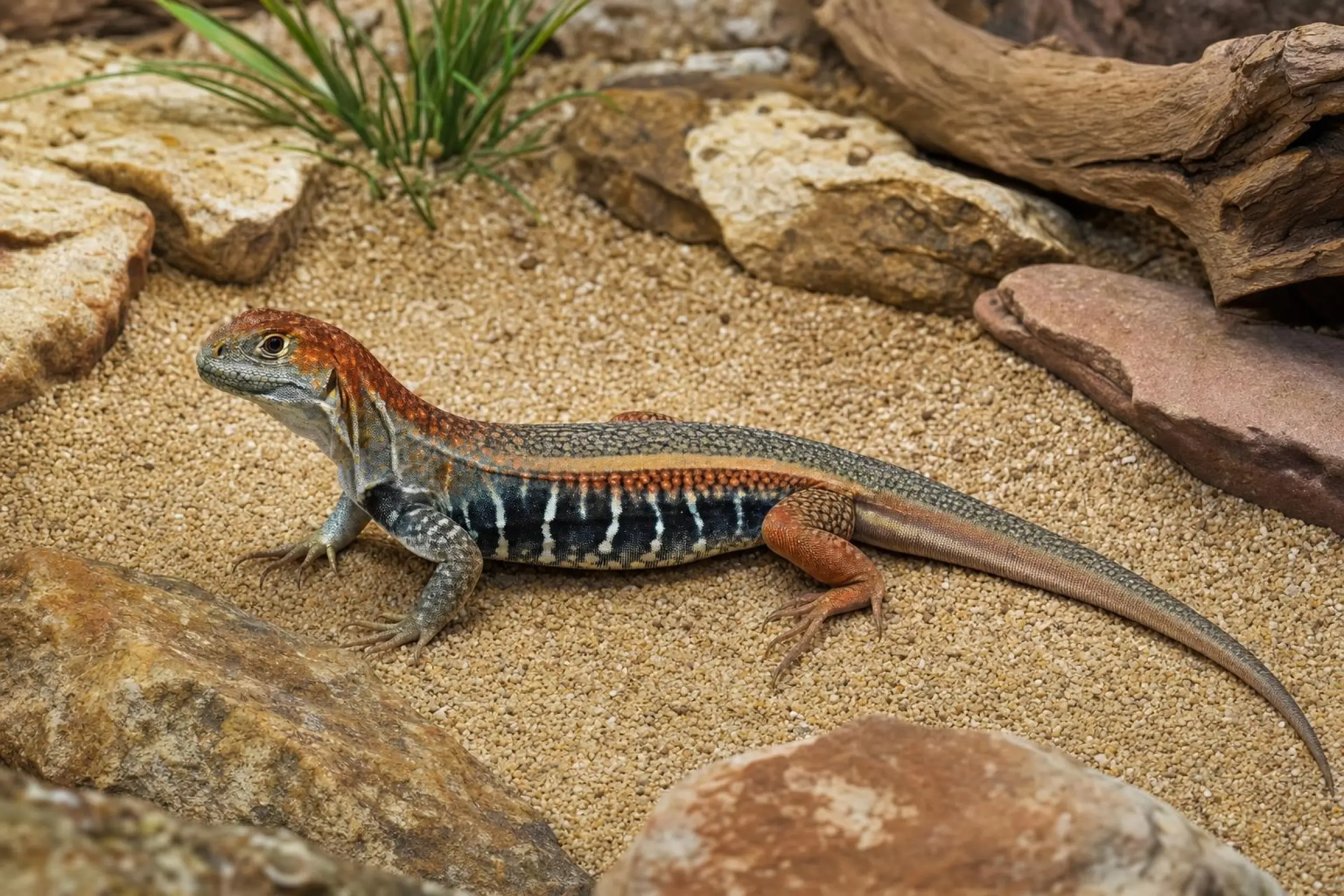 Rot-blaue Schmetterlingsagame, Leiolepis guttata