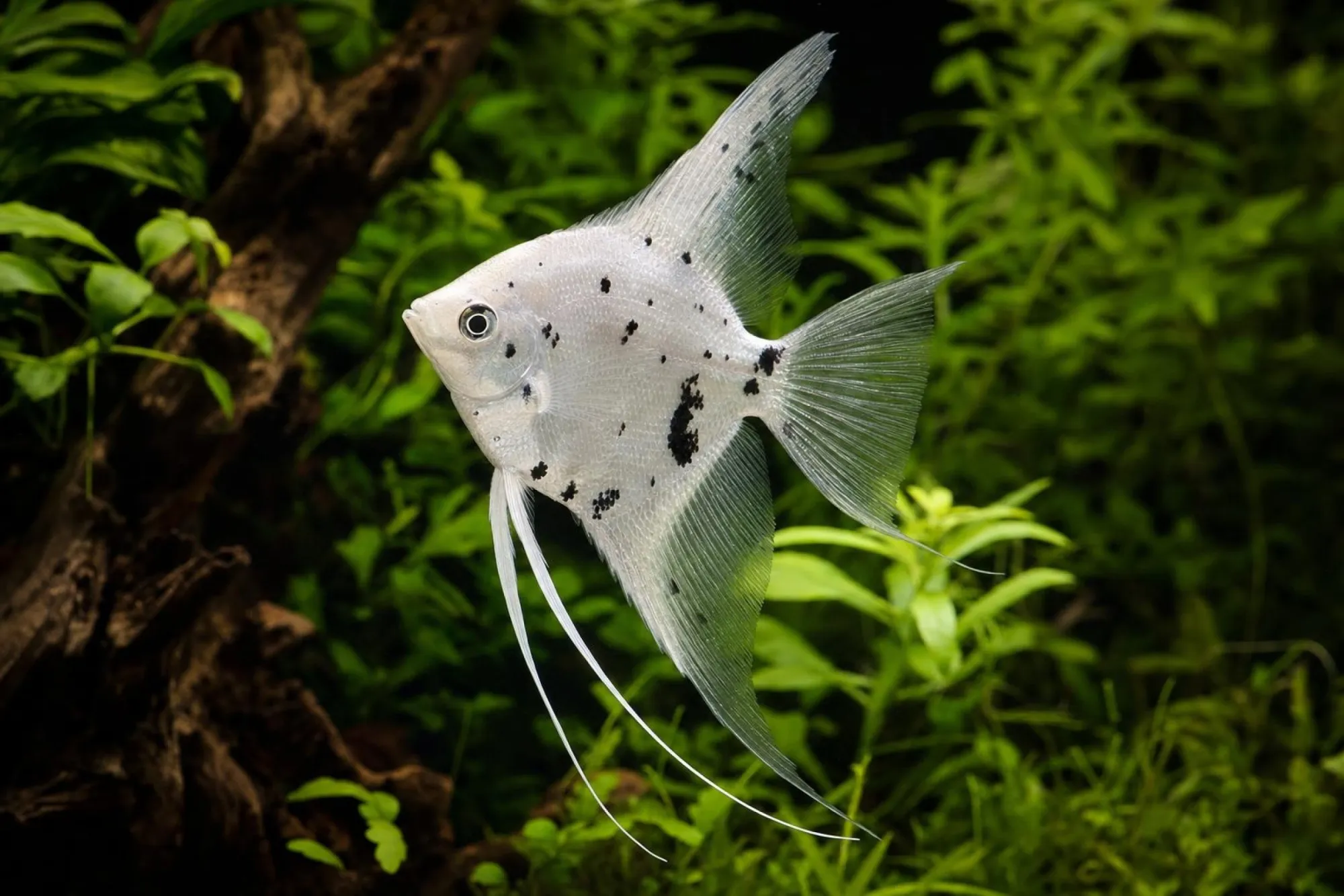 Skalar „Platinum Dalmatiner“, Pterophyllum scalare, ca. 3,0-3,5 cm